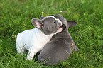 2 playing French Bulldog Puppies