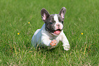 running French Bulldog Puppy