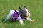 running French Bulldog Puppy