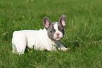 standing French Bulldog Puppy