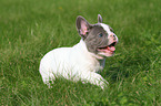 running French Bulldog Puppy