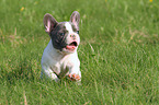 running French Bulldog Puppy