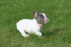 running French Bulldog Puppy