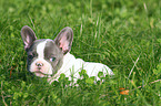 lying French Bulldog Puppy