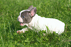 running French Bulldog Puppy