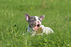 playing French Bulldog Puppy