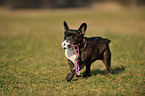 playing French Bulldog