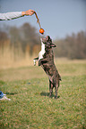 jumping French Bulldog