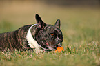 French Bulldog with toy