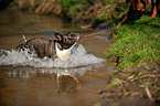 playing French Bulldog