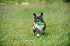 playing French Bulldog