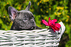 French Bulldog Puppy