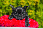 French Bulldog Puppy