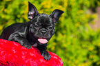 French Bulldog Puppy