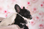 French Bulldog Puppy Portrait