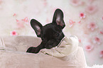 French Bulldog Puppy Portrait