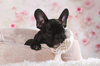 lying French Bulldog Puppy