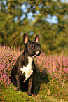 sitting French Bulldog