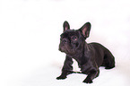 young French Bulldog