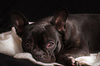 young French Bulldog