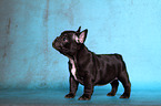 French Bulldog Puppy