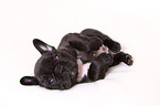 French Bulldog Puppy