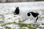 running French Bulldog