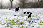 playing French Bulldog