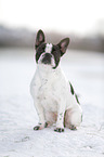 sitting French Bulldog