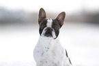 French Bulldog Portrait