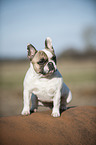 sitting French Bulldog