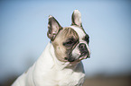 French Bulldog Portrait