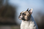 French Bulldog Portrait