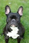 sitting French Bulldog