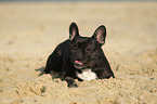 lying French Bulldog