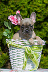 French Bulldog Puppy