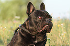 French Bulldog Portrait