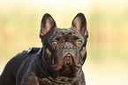 French Bulldog Portrait