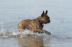 running French Bulldog