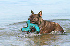 playing French Bulldog