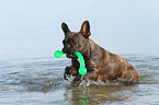 playing French Bulldog