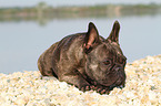 lying French Bulldog