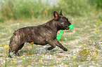 playing French Bulldog