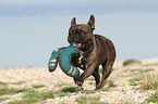 playing French Bulldog