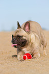 French Bulldog with invitation to play