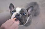 young French Bulldog