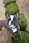 young French Bulldog