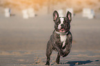 young French Bulldog