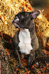 sitting French Bulldog