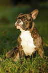 sitting French Bulldog